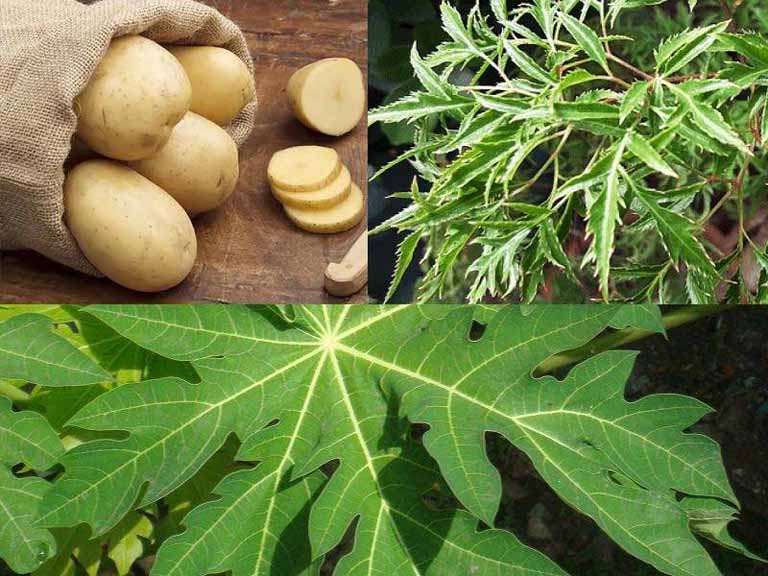 Kết hợp lá đu đủ với lá đinh lăng và khoai tây để trị bệnh tại nhà