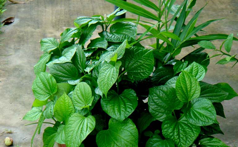 Nên trồng lá lốt trong khuôn viên nhà và tận dụng chúng để trị bệnh