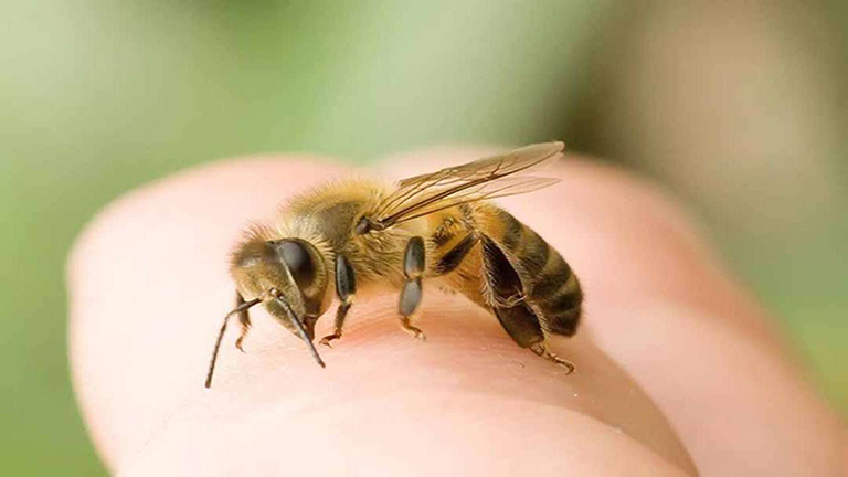 Ong ruồi đốt có thể gây những hệ lụy nguy hiểm