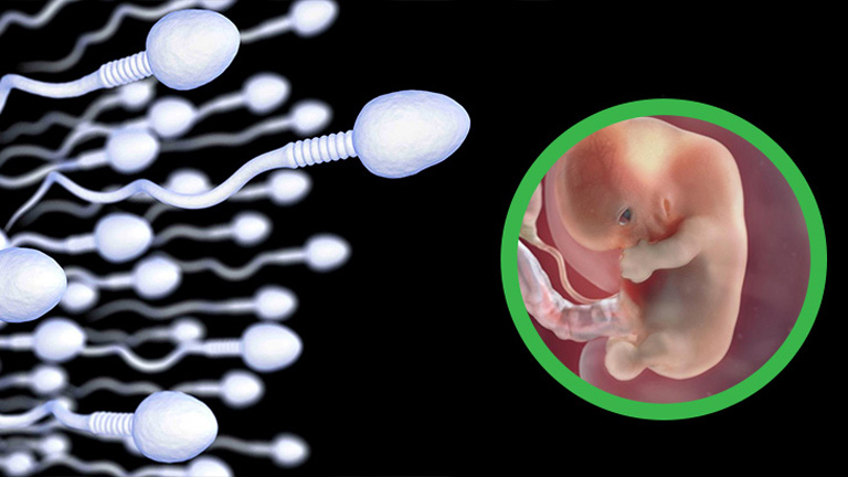 Nhiều đôi lứa thắc mắc: Tinh trùng có ảnh hưởng đến thai nhi không?