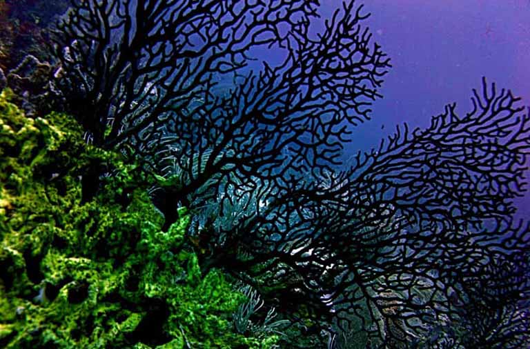 Dùng san hô đen chữa viêm xoang