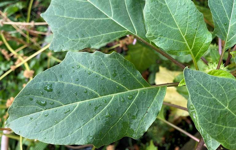 Cách dùng lá cây cà độc dược chữa viêm xoang