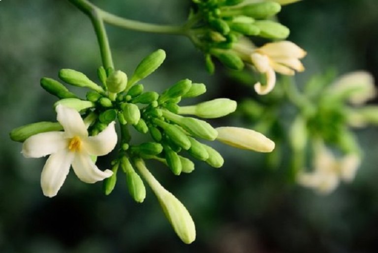 Hoa đu đủ đực thường được sử dụng để chữa các bệnh về hô hấp