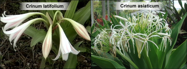 Trinh nữ hoàng cung có tên khoa học là Crinum latifolium L