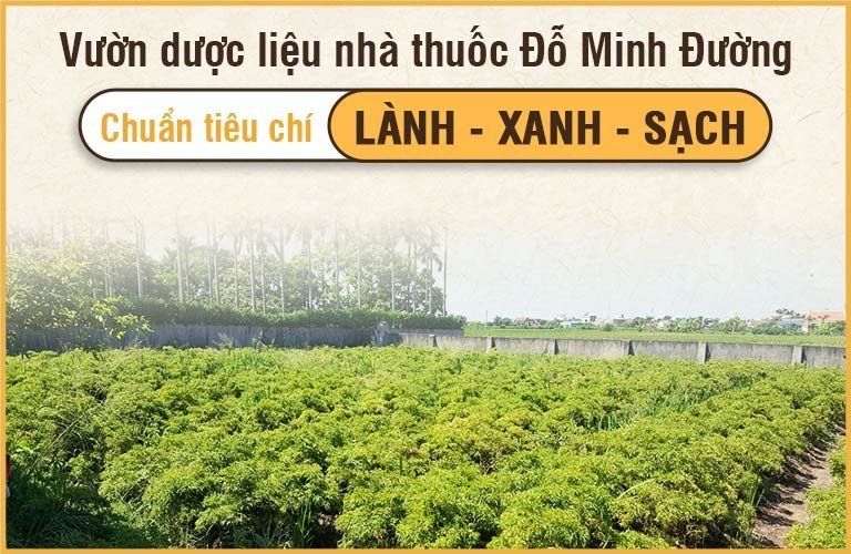 Vườn dược liệu nhà thuốc Đỗ Minh Đường chuẩn lành xanh sạch