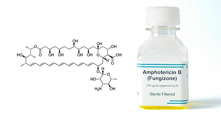 amphotericin-b
