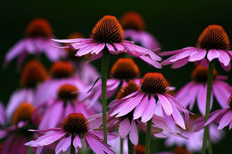 tac-dung-cua-thao-duoc-echinacea